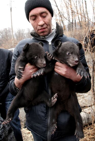 Asian black bear cubs in safari park in Primorye