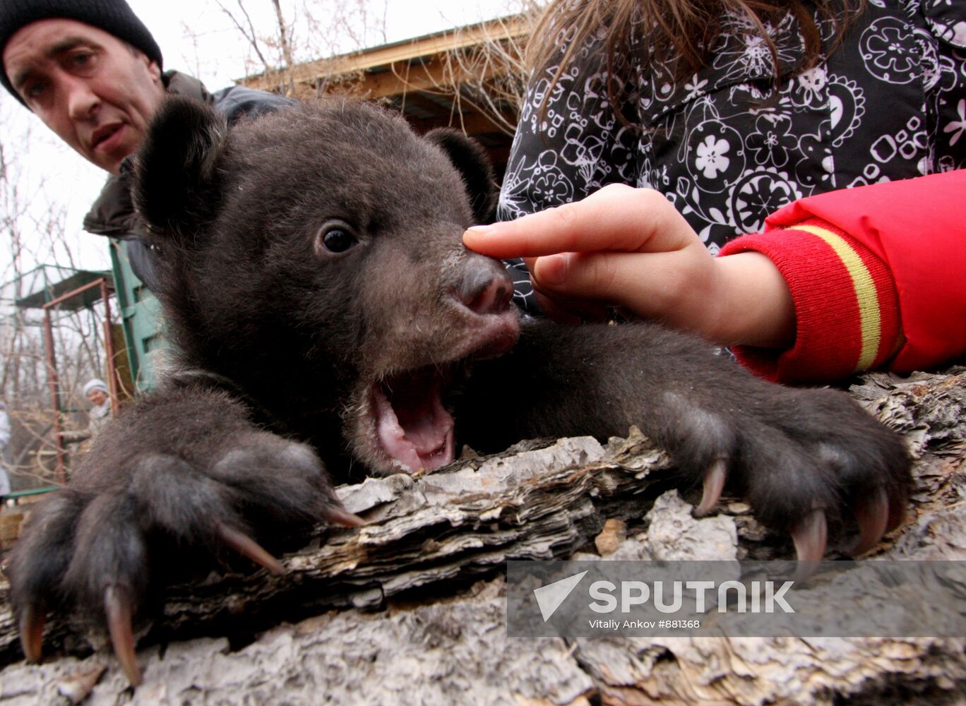 Asian black bear cubs in safari park in Primorye