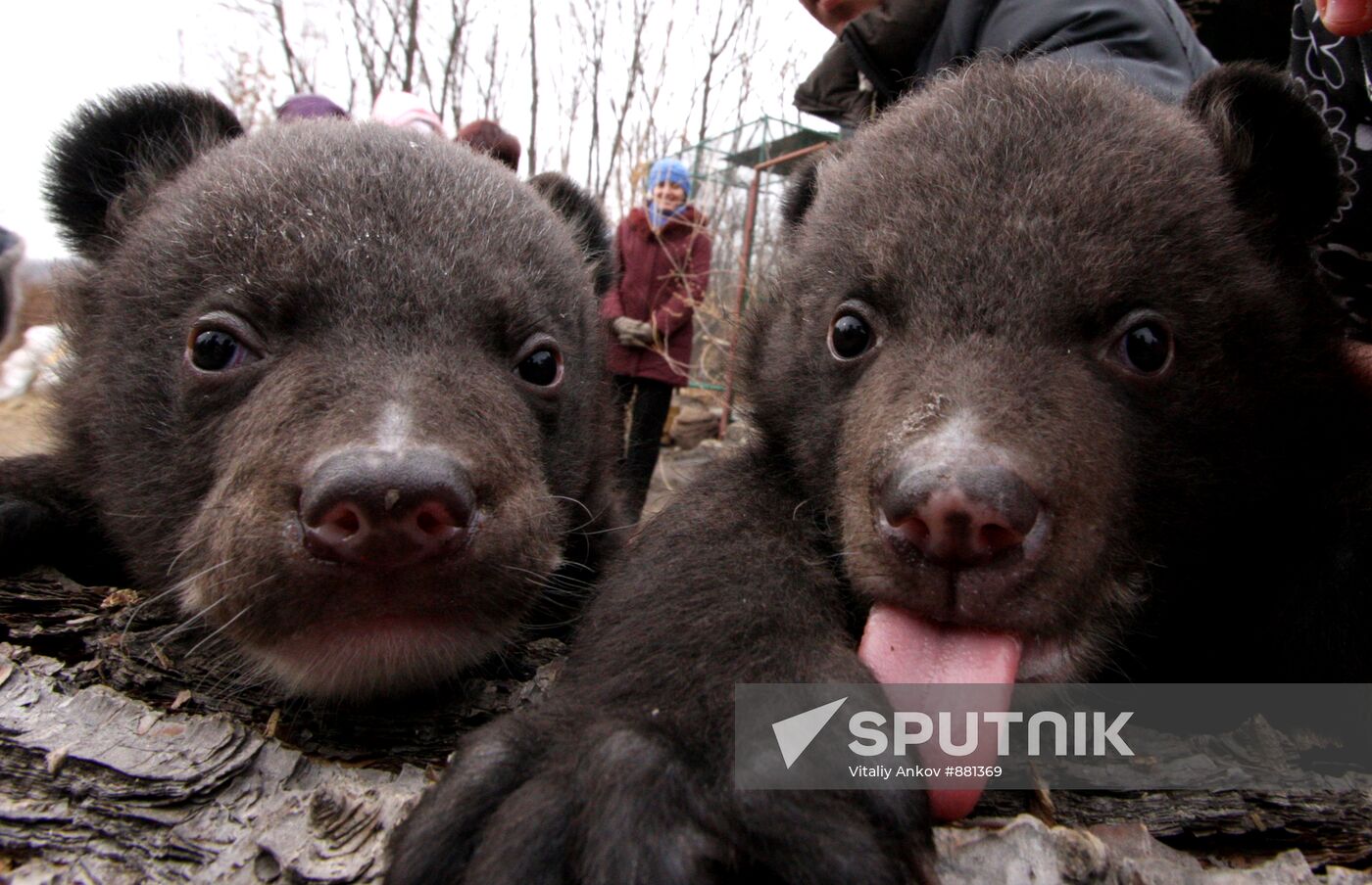 Asian black bear cubs in safari park in Primorye