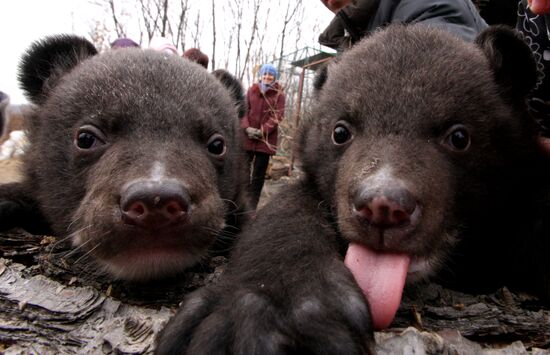 Asian black bear cubs in safari park in Primorye