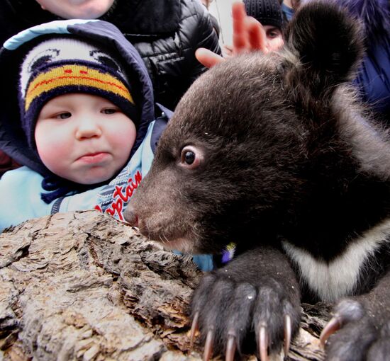 Asian black bear cubs in safari park in Primorye