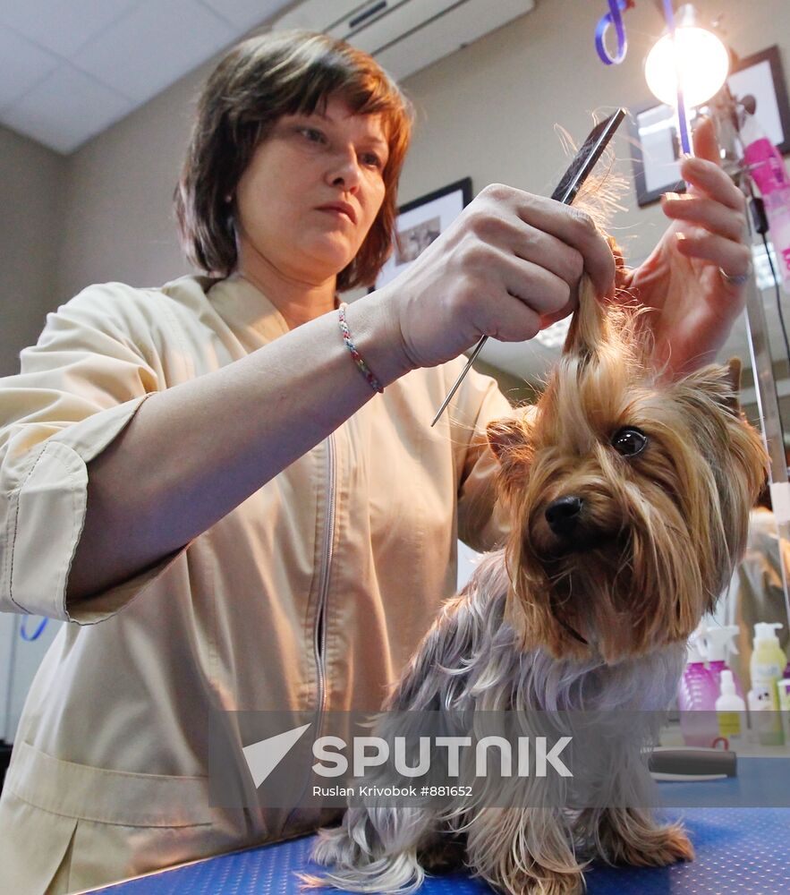 Work at grooming salon for dogs in Moscow
