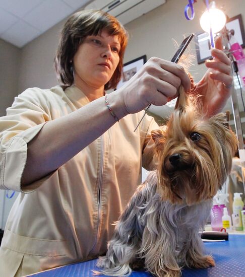 Work at grooming salon for dogs in Moscow