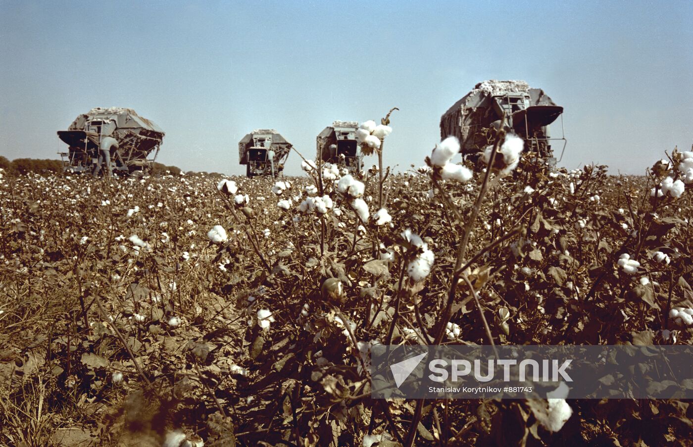 Cotton harvesters in action