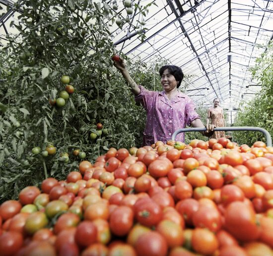 Picking tomatoes