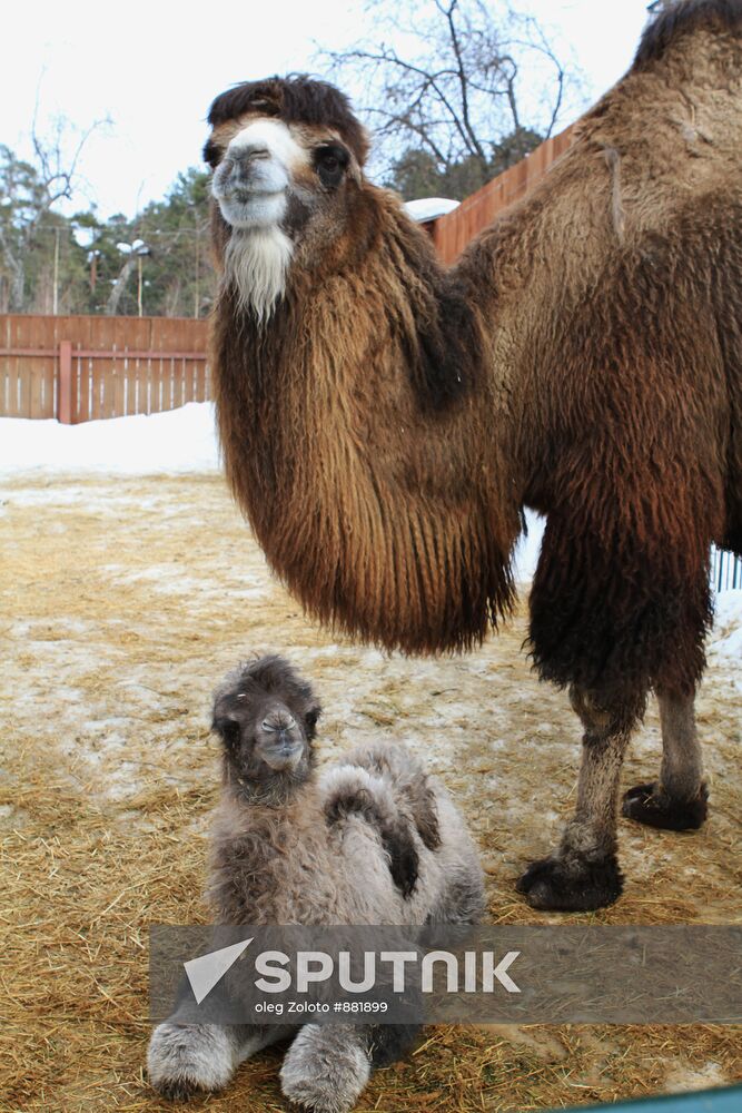 Camel colt in "Limpopo" zoo