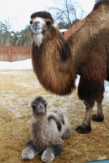 Camel colt in "Limpopo" zoo