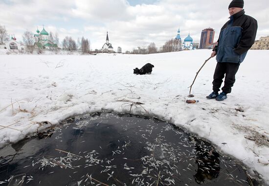 Winter kill in St Peterburg's Hero Cities Park