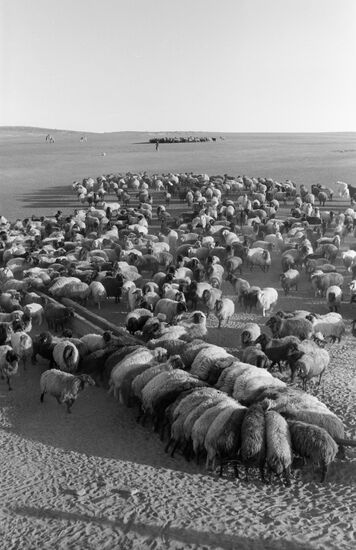 Flock of sheep at watering place