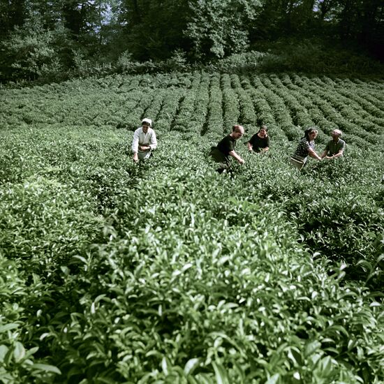 A tea plantation