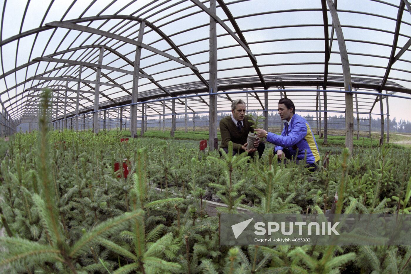 The Borisov forestry