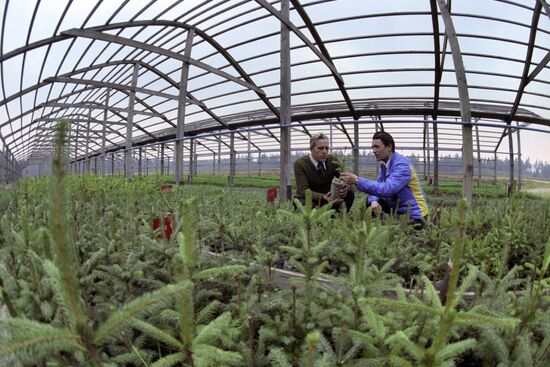 The Borisov forestry