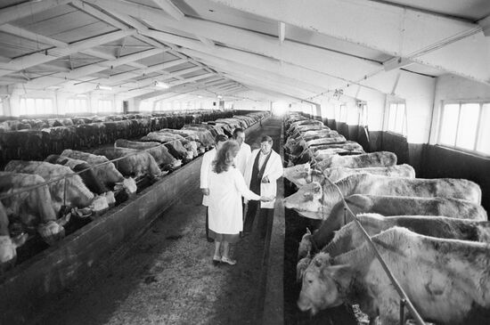 Yelena Podolyanina inspecting the cattle shed