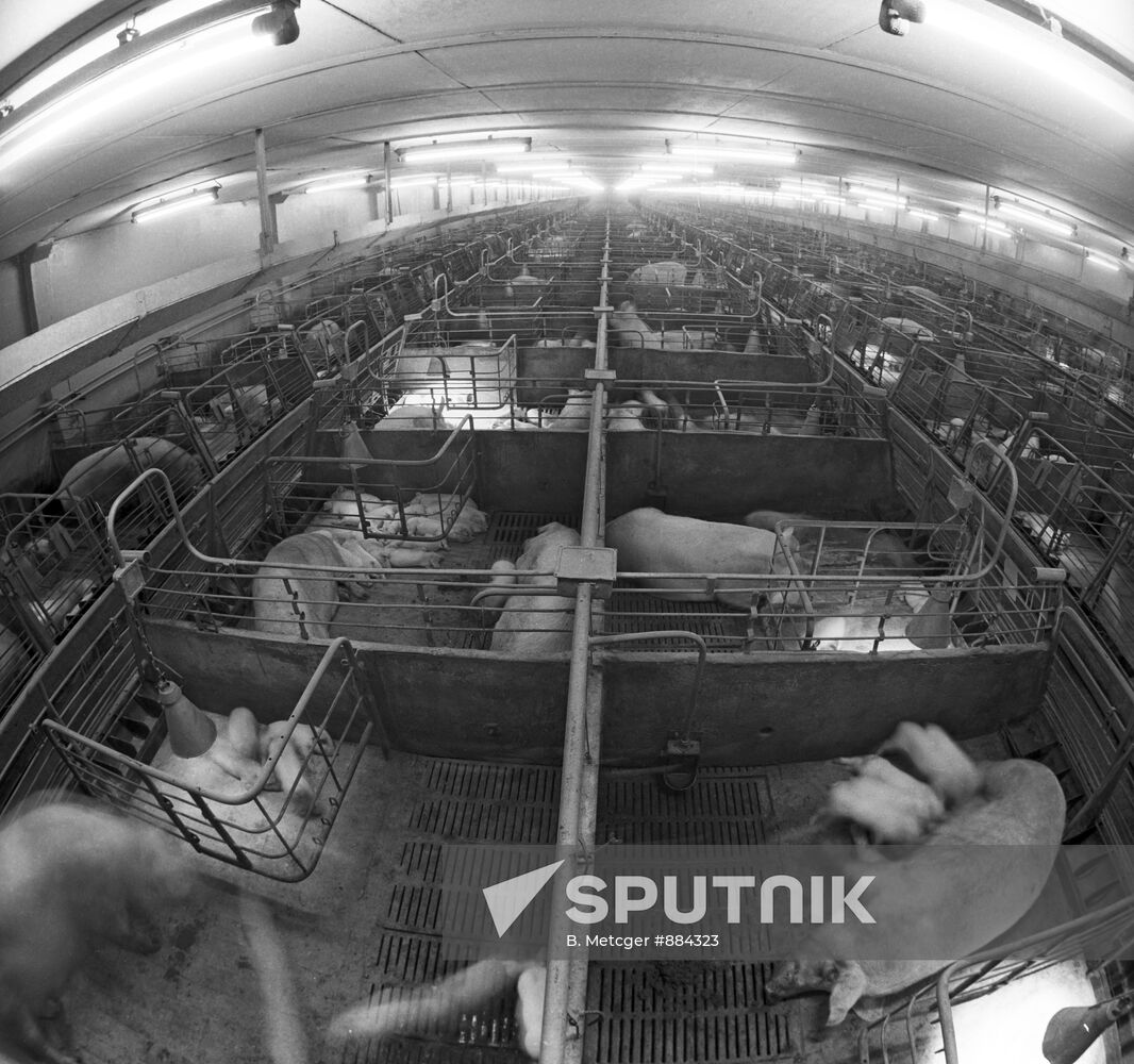 Pig complex