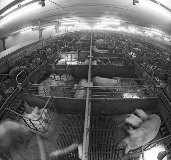 Pig complex