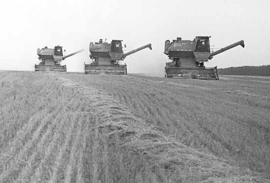 Wheat harvesting in "Bolshevik" collective farm