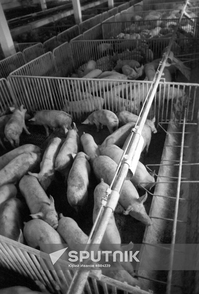 Mechanized pig complex for young-stock fattening