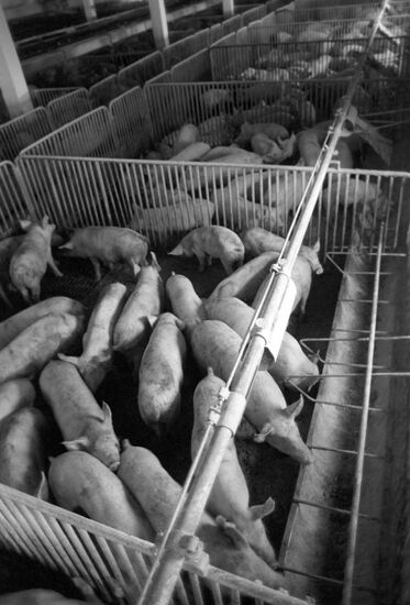 Mechanized pig complex for young-stock fattening