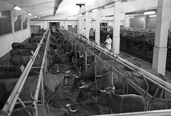 Cowshed of "Briljanti" stock-breeding complex