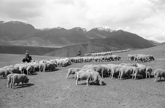 Sheep on pasture