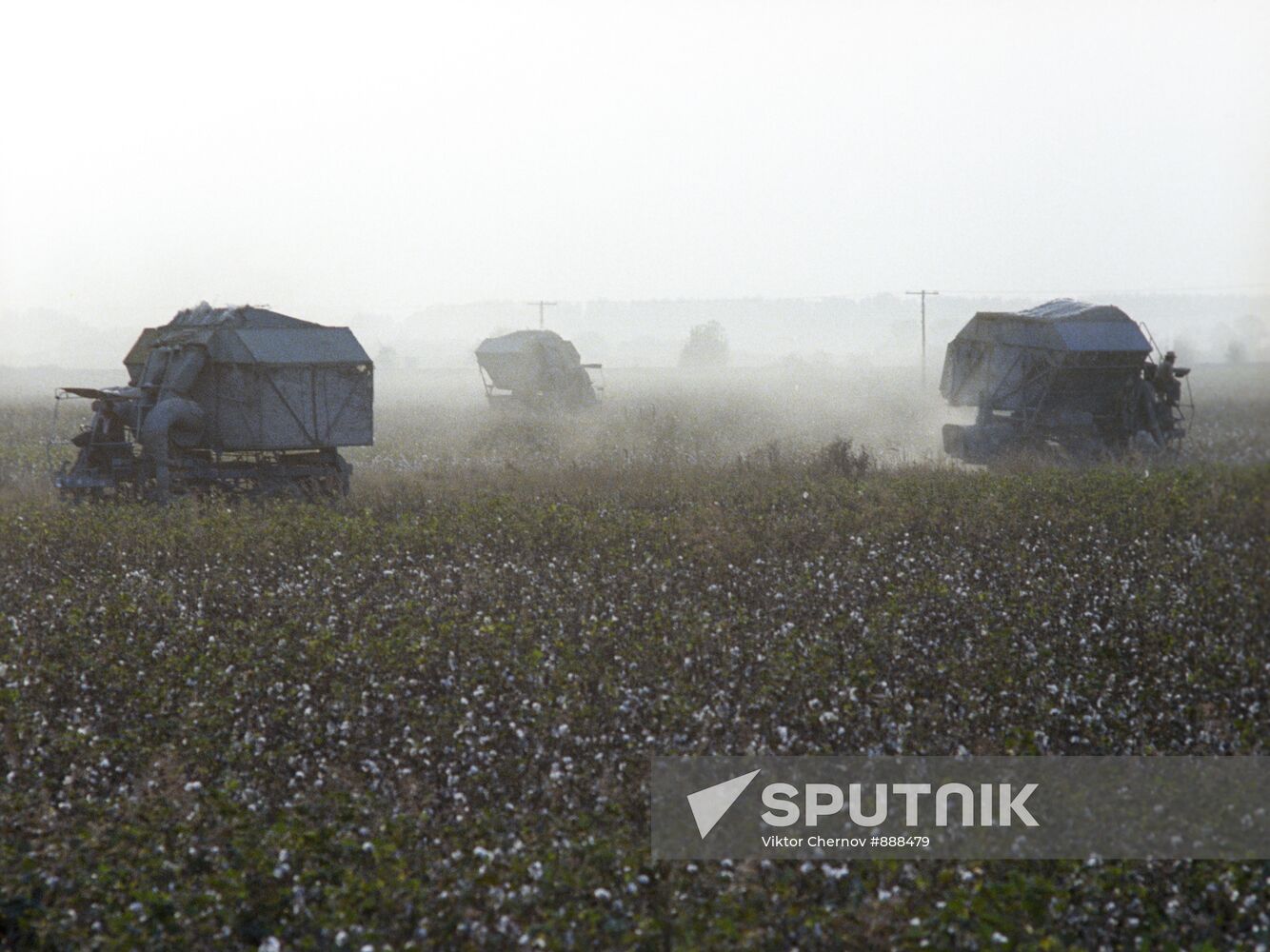 Cotton harvesting in Jizzak steppe