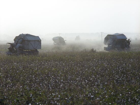 Cotton harvesting in Jizzak steppe