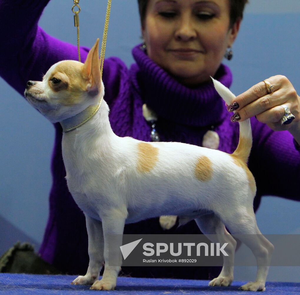 International Dog Show "Eurasia-2011"