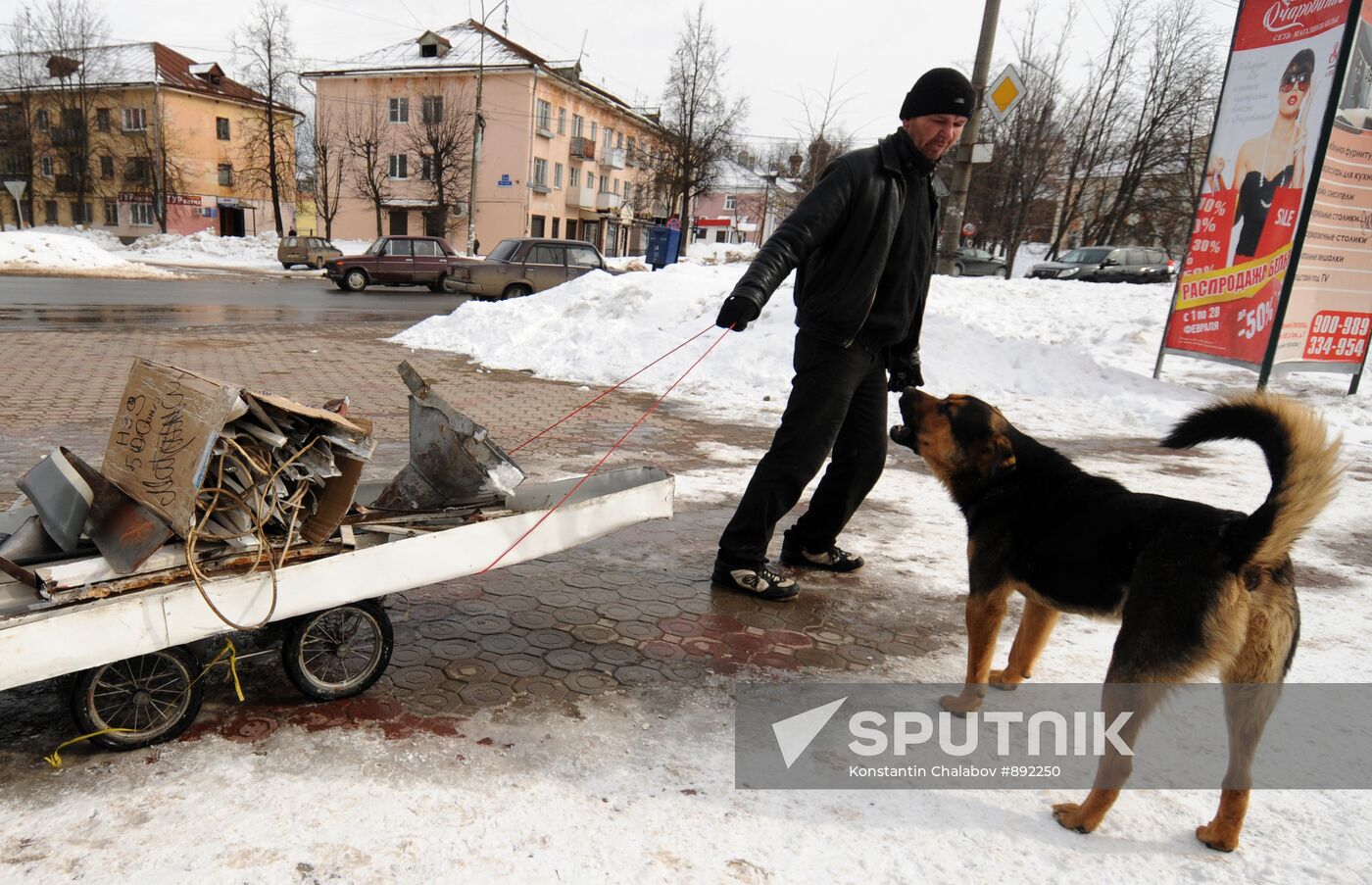 Stray dog