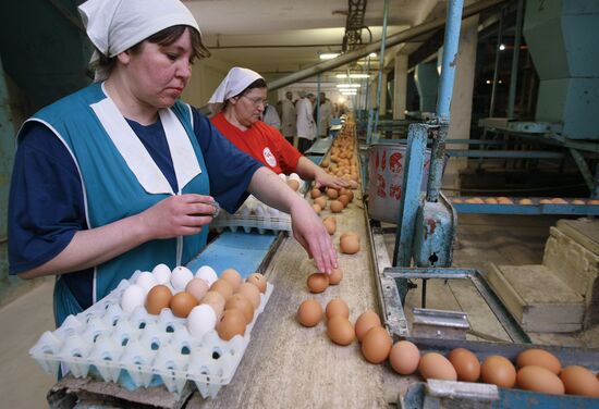 Poultry farm in Novosibirsk Region