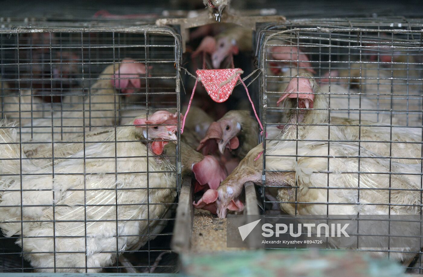 Poultry farm in Novosibirsk Region