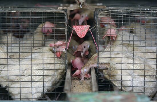 Poultry farm in Novosibirsk Region