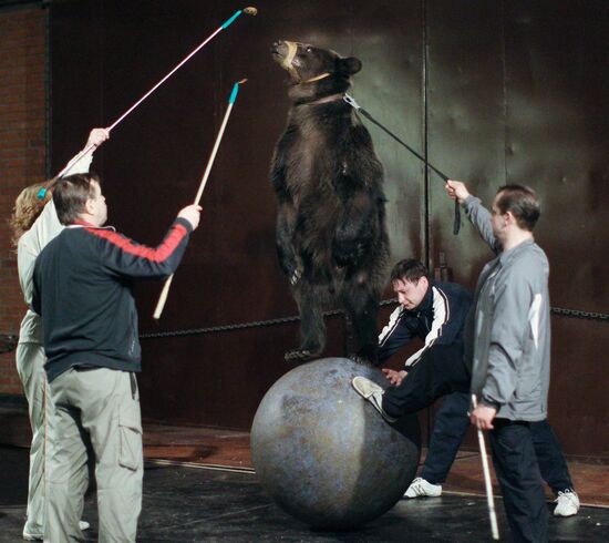 Animal tamers Olga and Viktor Kudryavtsev