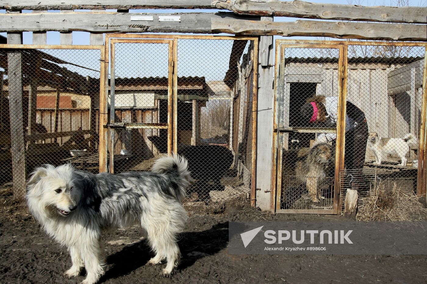 Dog shelter in Novosibirsk