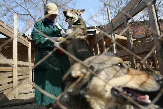 Dog shelter in Novosibirsk