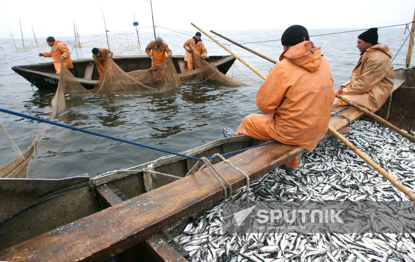 Baltic herring fishing in the Gulf of Kaliningrad