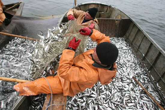 Baltic herring fishing in the Gulf of Kaliningrad