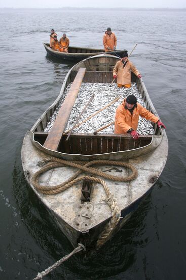 Fishing for Baltic herring in the Gulf of Kaliningrad