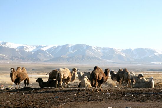 Russia's Regions. Republic of Altai