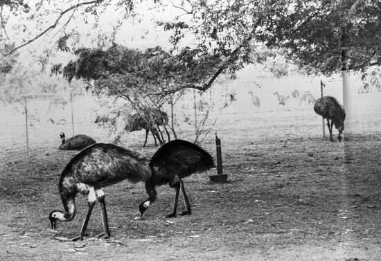 emu ostriches