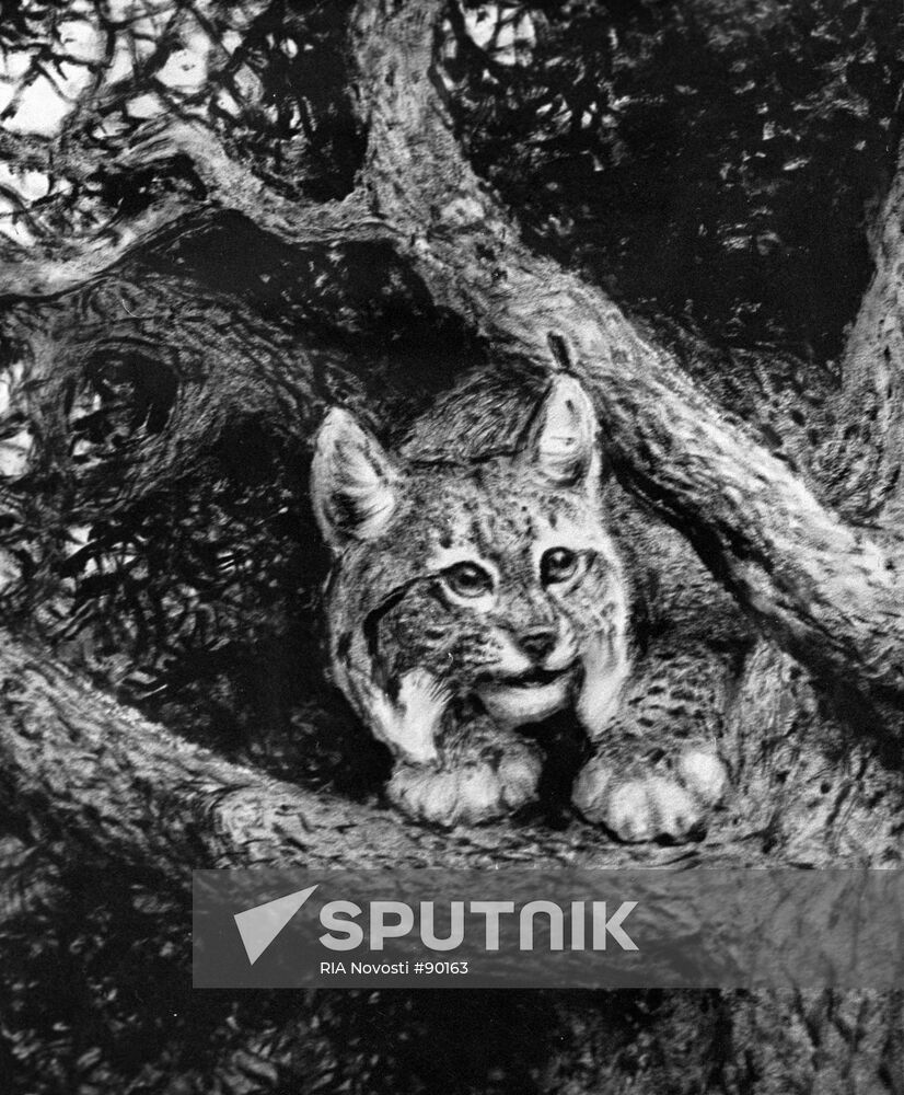 Komarov "A Hunting Lynx"
