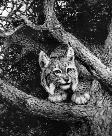 Komarov "A Hunting Lynx"