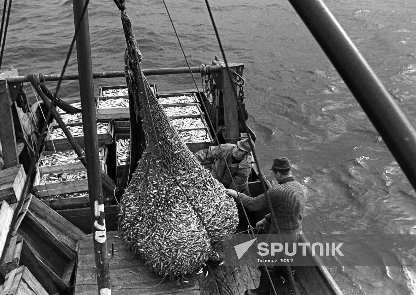 Herring sprat