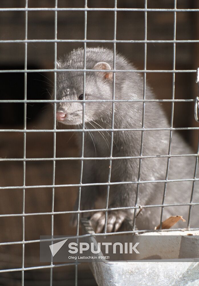 MINK