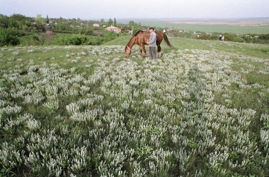 MAN HORSE FIELD