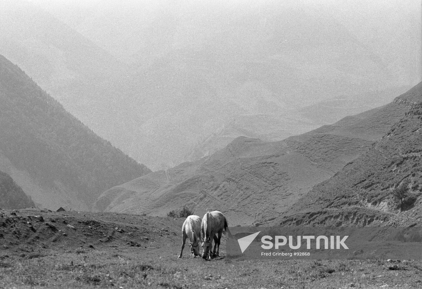 ALPINE MEADOWS HORSES