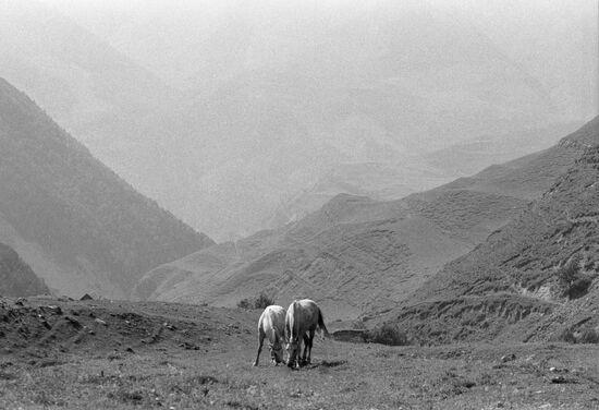 ALPINE MEADOWS HORSES
