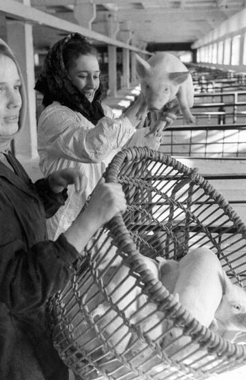 Pig Farm Pigs 