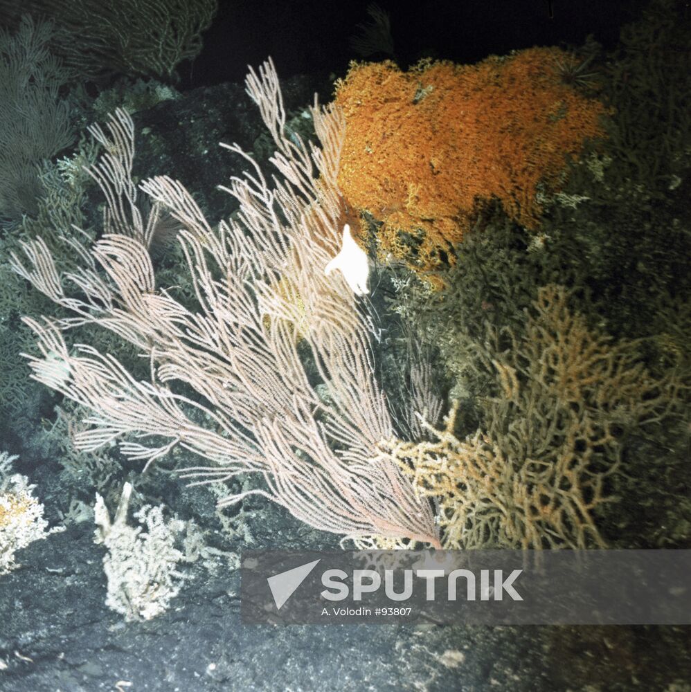 Indian Ocean Plant Kingdom 