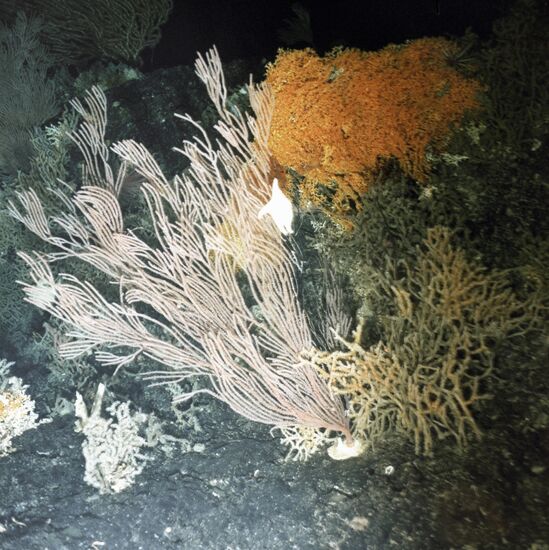 Indian Ocean Plant Kingdom 