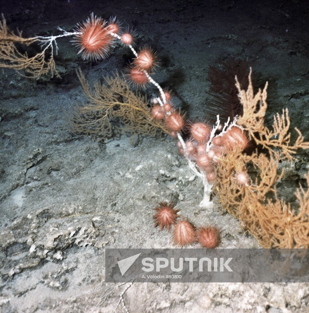 Indian Ocean Plant Kingdom
